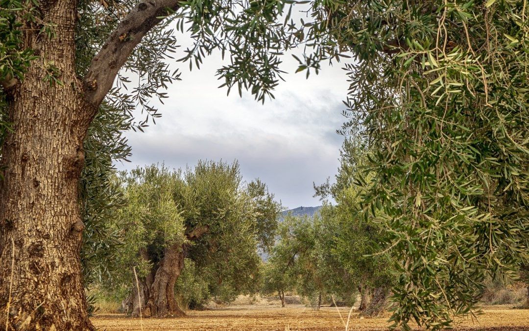 Herkunft des Olivenöls