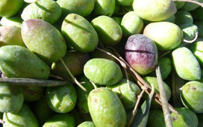 什么是EVOO：最优质的橄榄油产品？