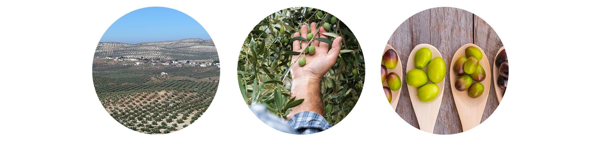 Olivenhain und Umwelt
